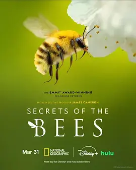 《蜜蜂的秘密》全集高清完整版在线观看与剧情解析